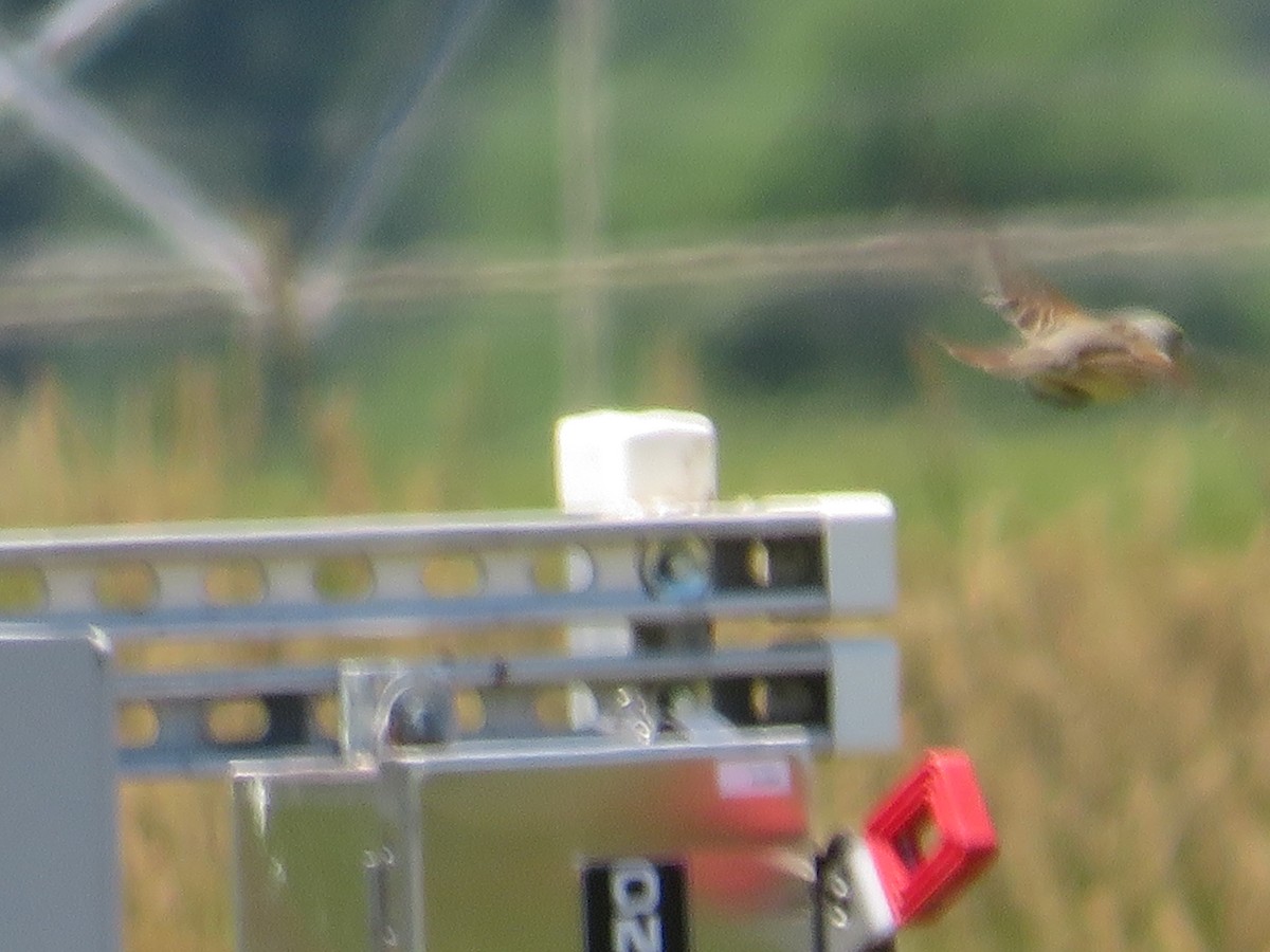 Dickcissel - ML620173661