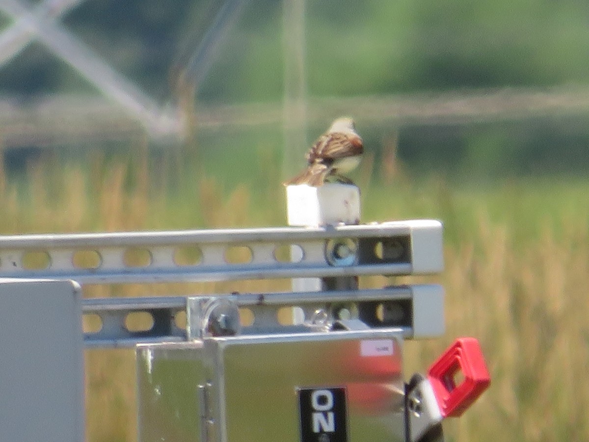 Dickcissel - ML620173662