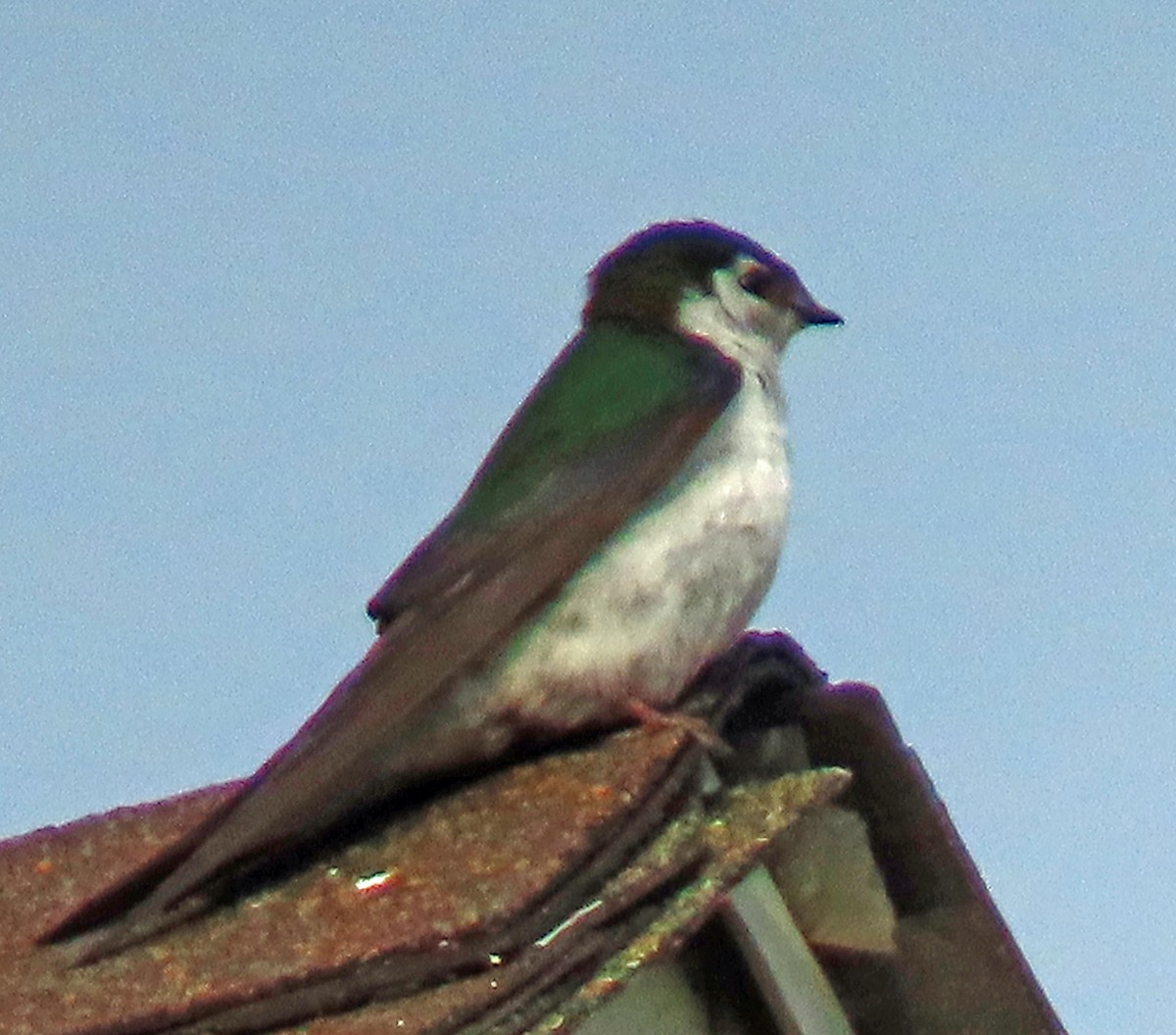Violet-green Swallow - ML620173665