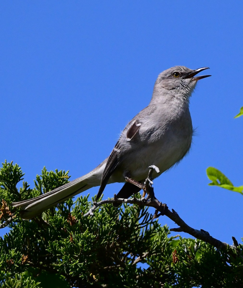 Northern Mockingbird - ML620173666