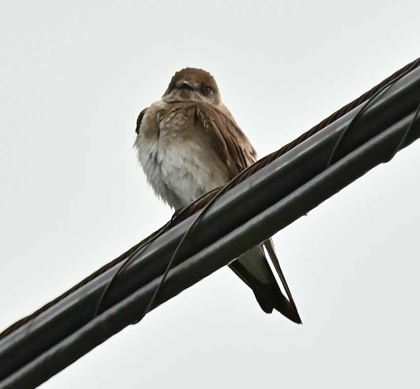 Northern Rough-winged Swallow - ML620173671