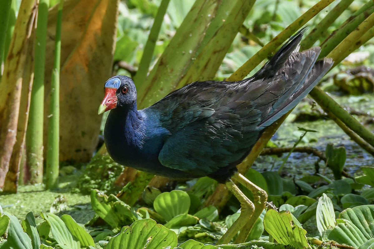 Purple Gallinule - ML620173673