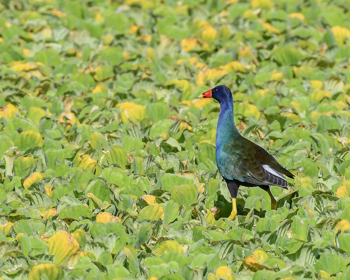 Purple Gallinule - ML620173675