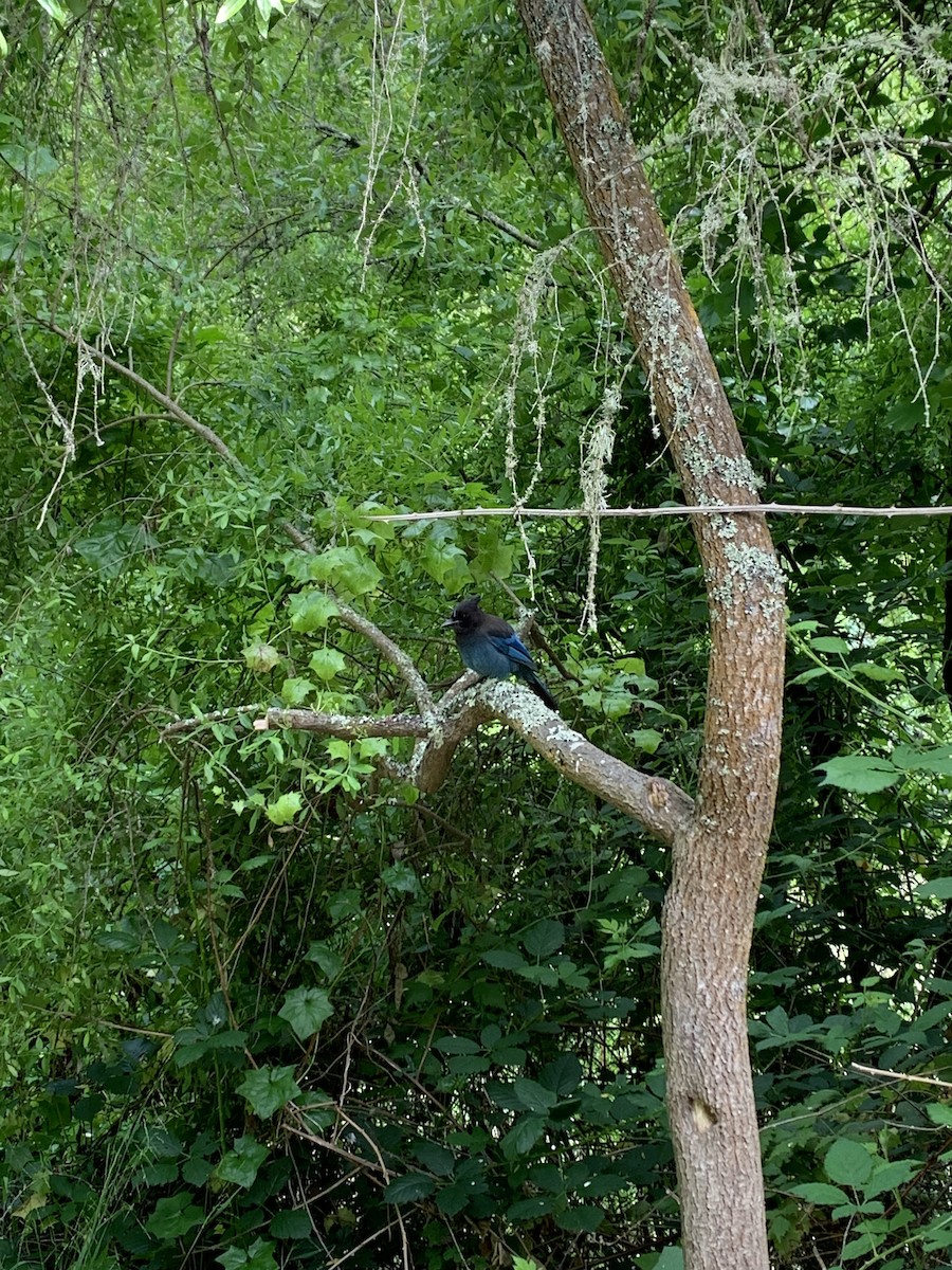 Steller's Jay - Brad Burch