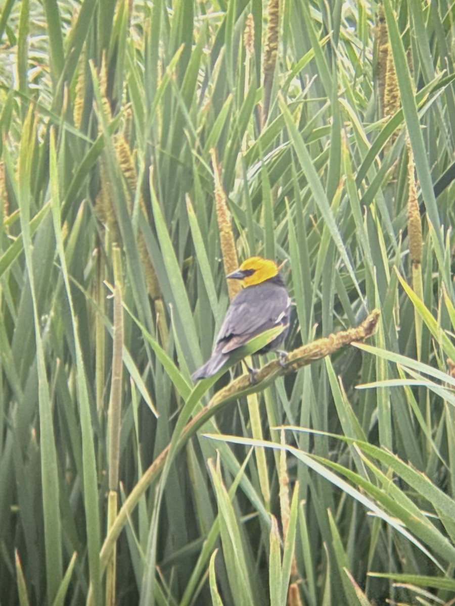 Yellow-headed Blackbird - ML620173687