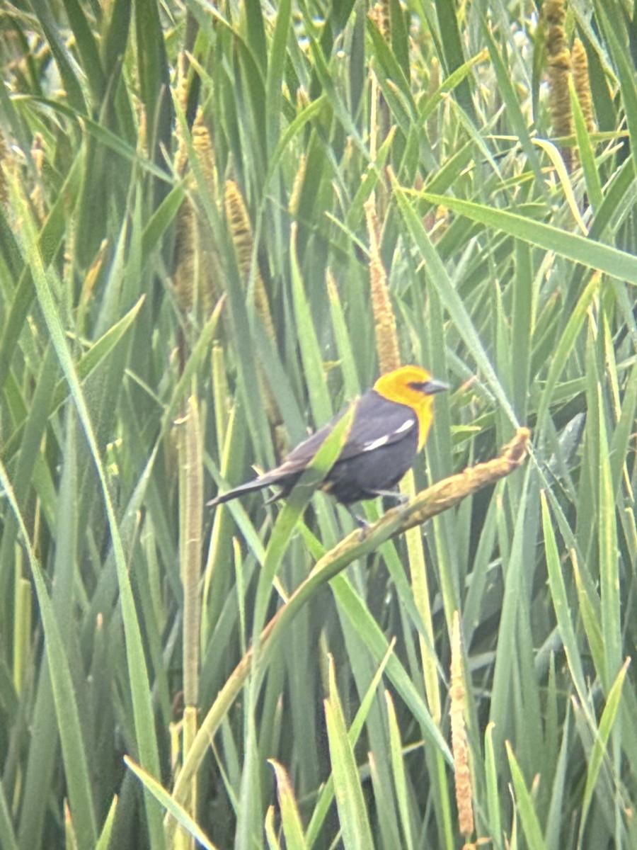 Yellow-headed Blackbird - ML620173688