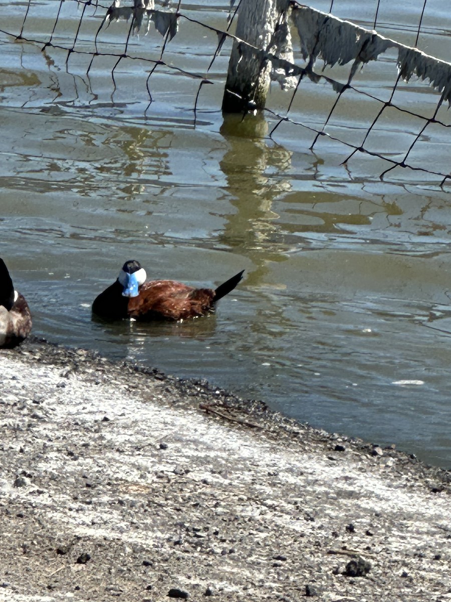 Ruddy Duck - ML620173691