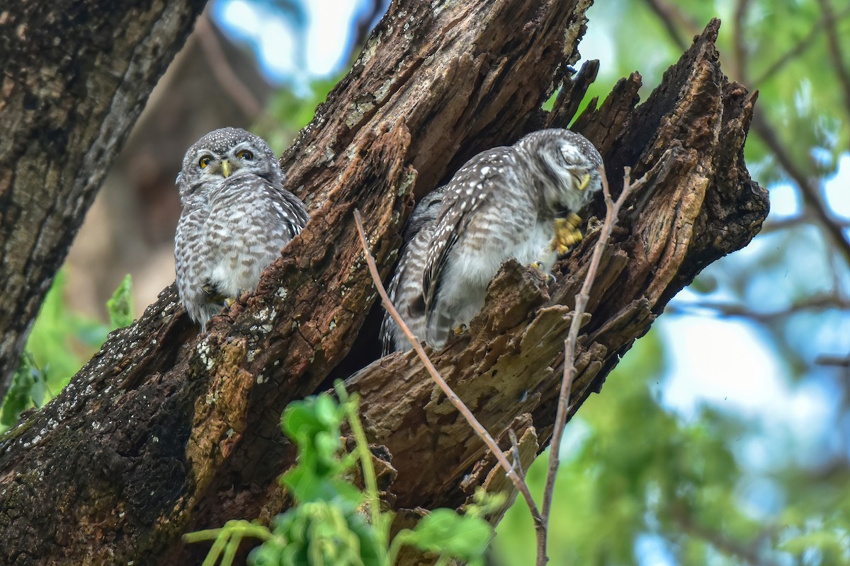 Spotted Owlet - ML620173702