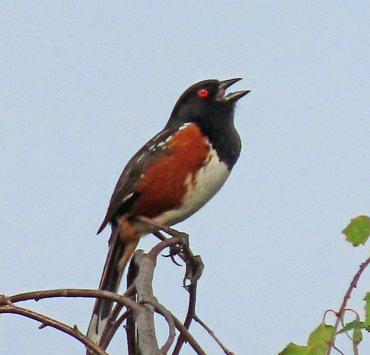 Spotted Towhee - ML620173703