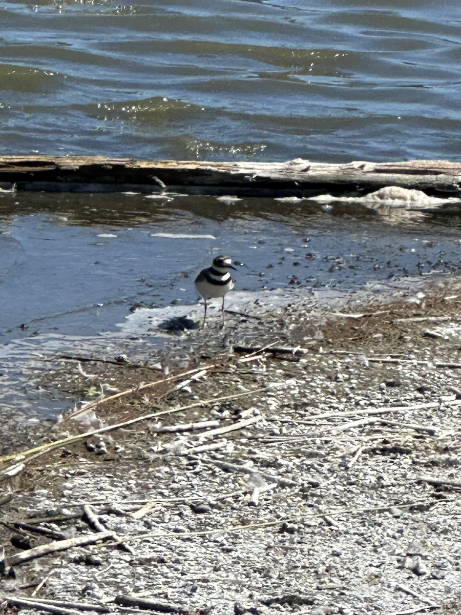 Killdeer - Helen Desjardins