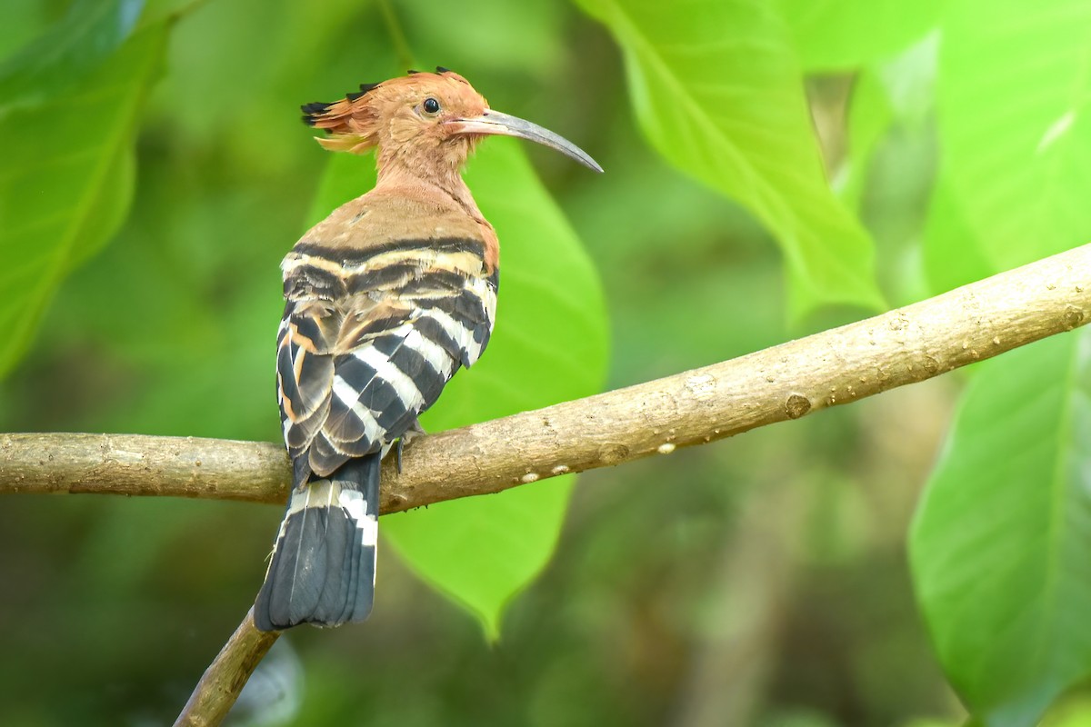 Eurasian Hoopoe - ML620173710