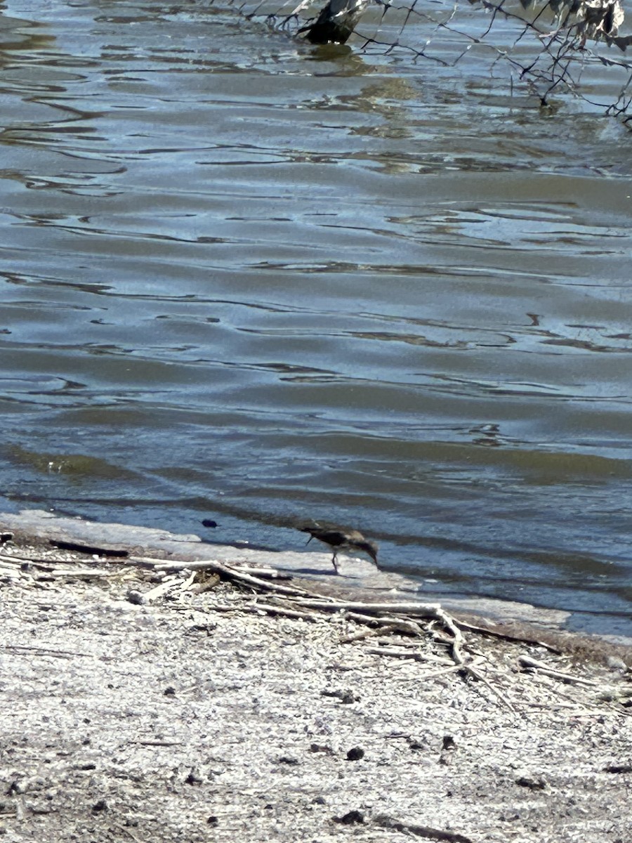 Spotted Sandpiper - ML620173713