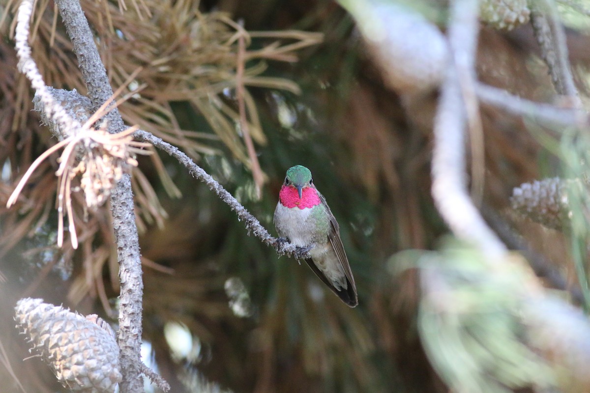 Broad-tailed Hummingbird - ML620173719