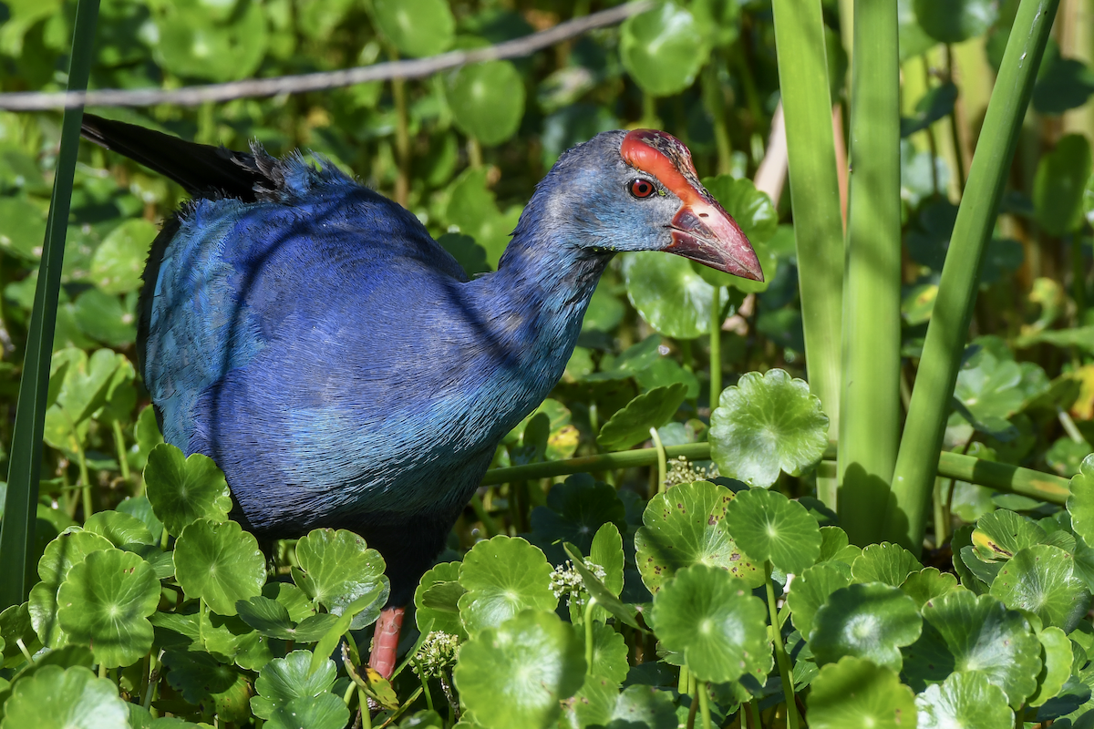 Gray-headed Swamphen - ML620173725