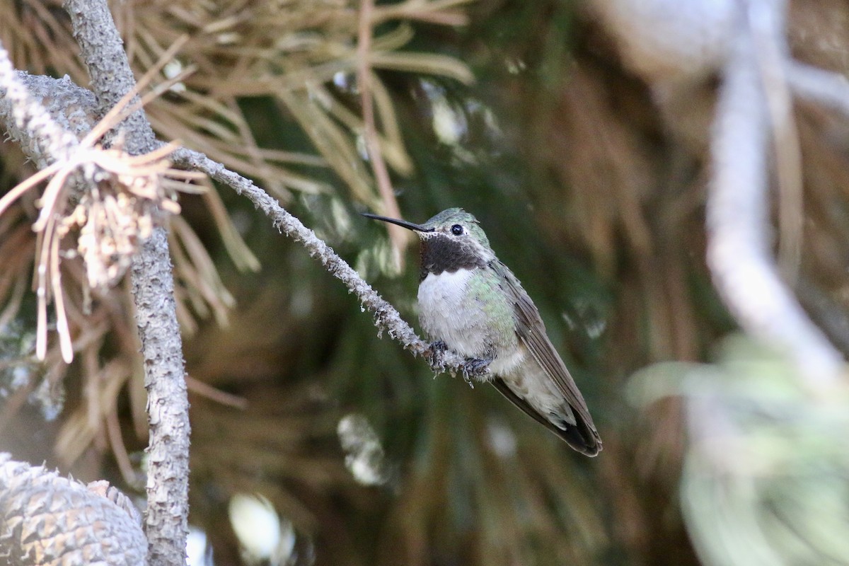 Broad-tailed Hummingbird - ML620173726