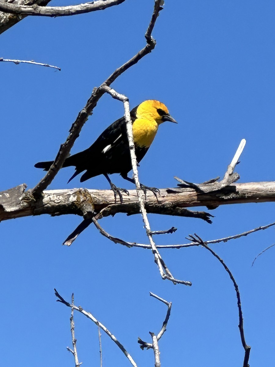 Yellow-headed Blackbird - ML620173727