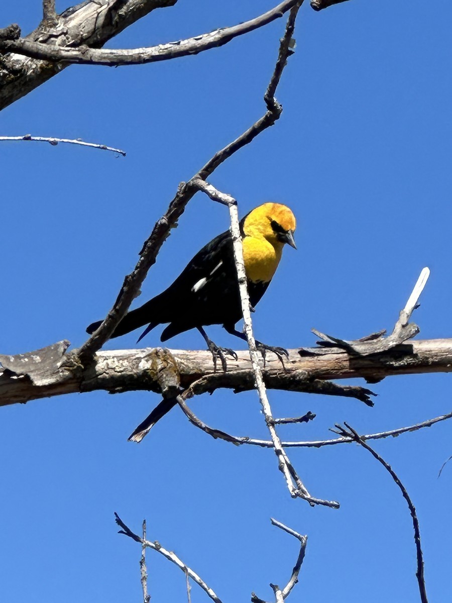 Yellow-headed Blackbird - ML620173728