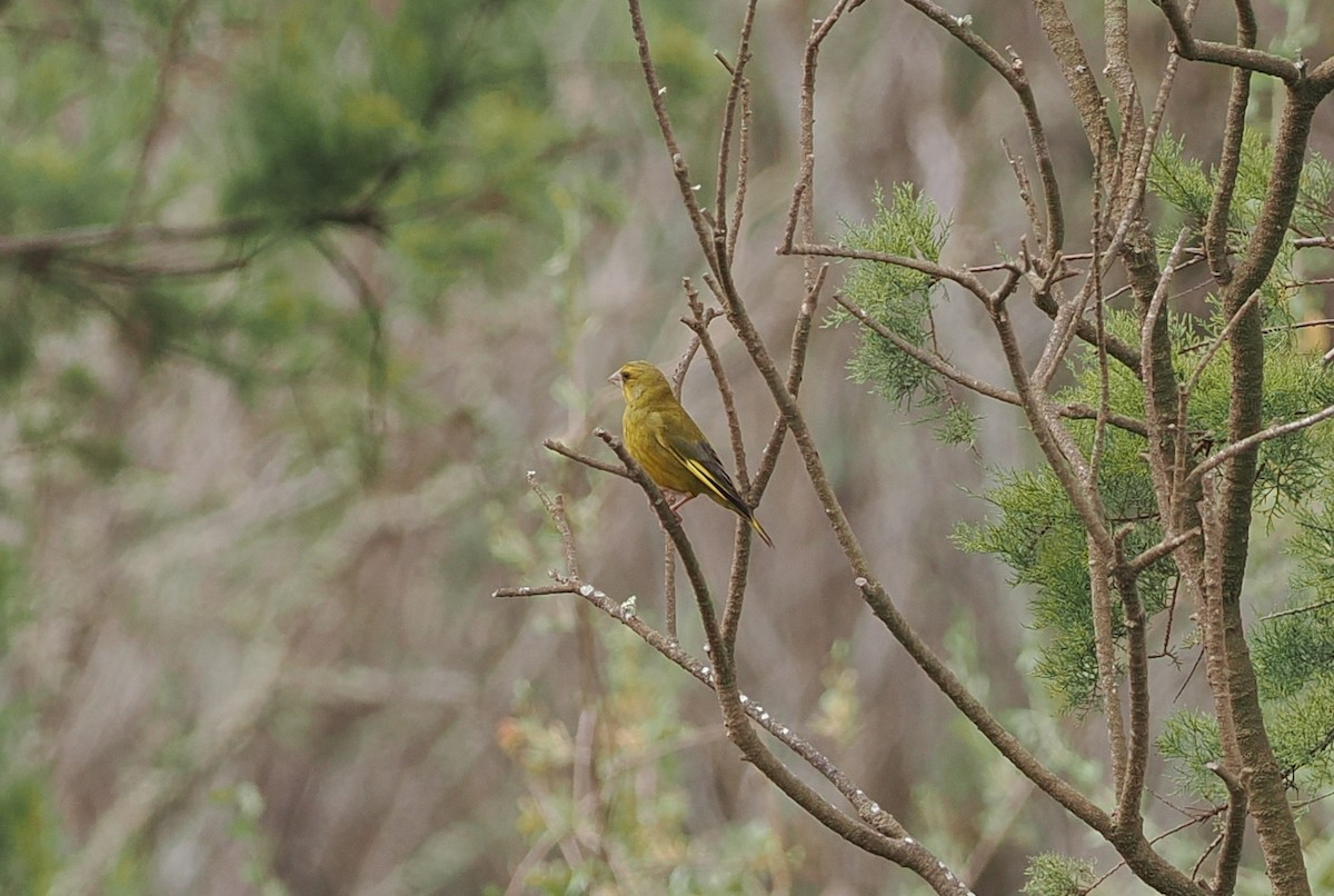 European Greenfinch - ML620173755