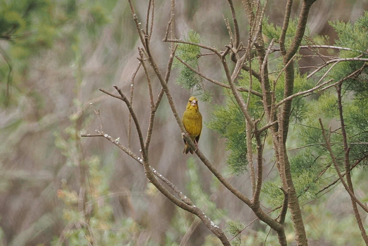 European Greenfinch - ML620173756