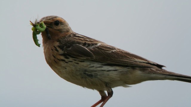 Red-throated Pipit - ML620173757