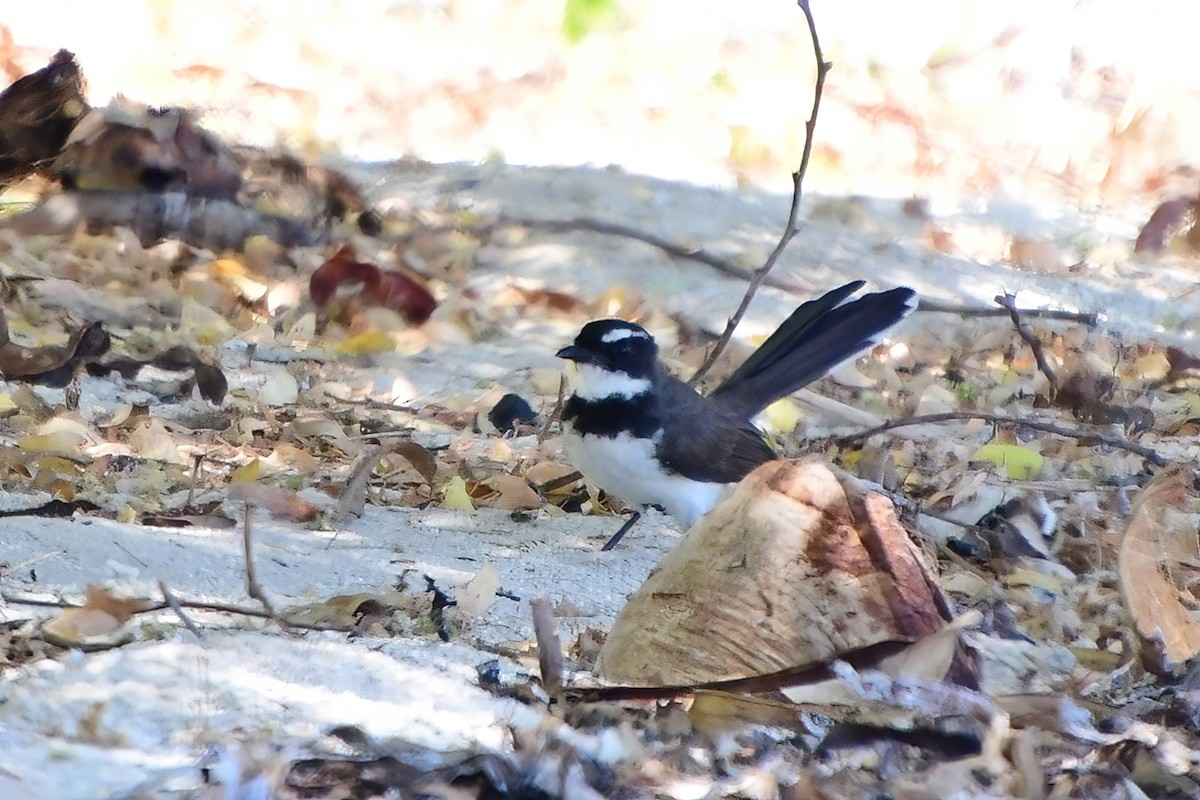 Philippine Pied-Fantail - ML620173765