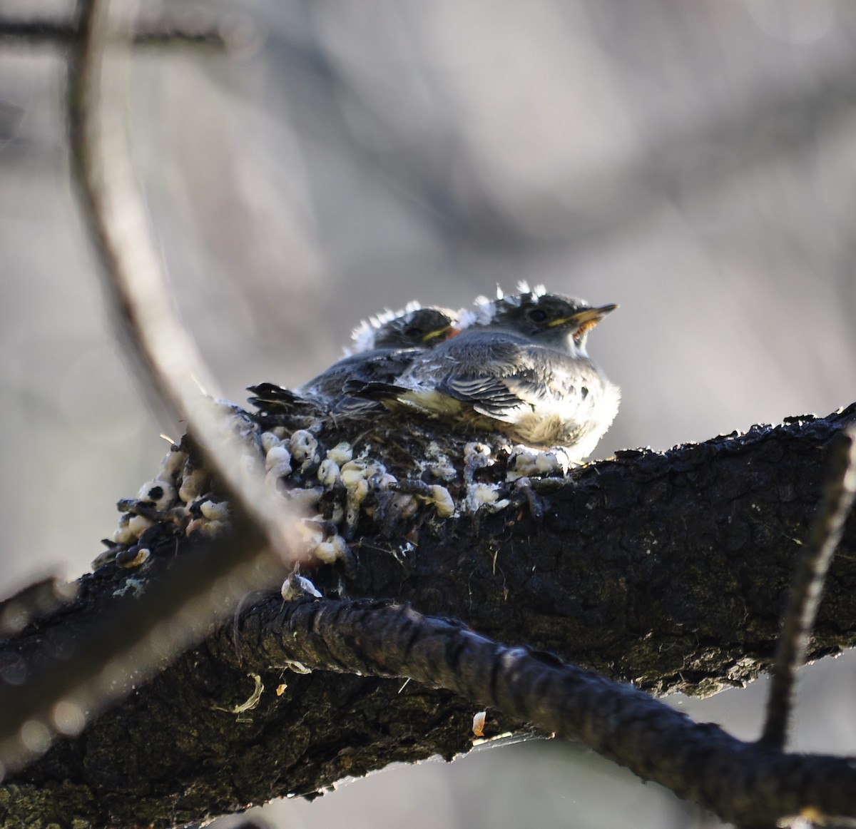 Western Flycatcher (Cordilleran) - ML620173769