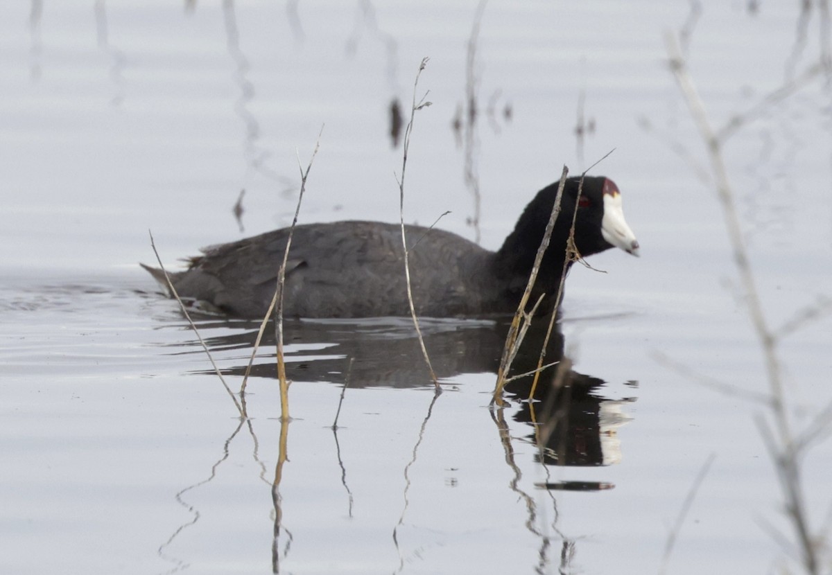 American Coot - ML620173770