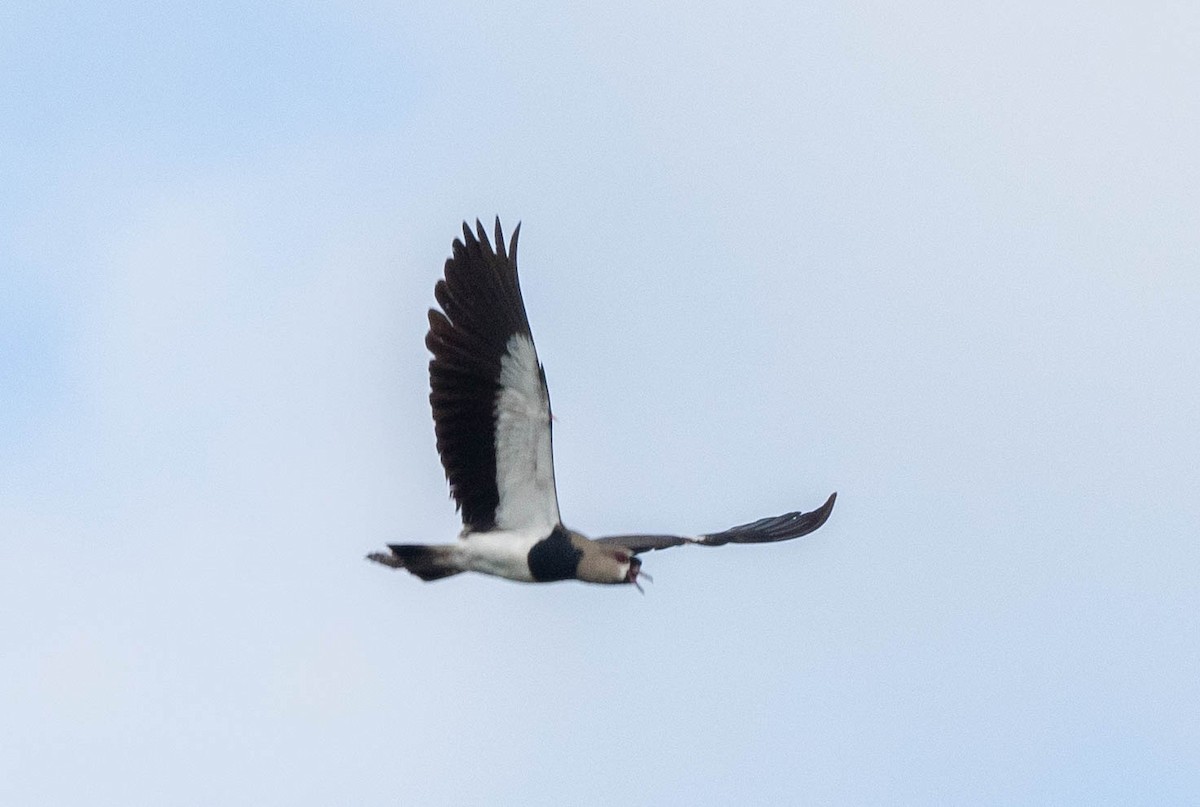 Southern Lapwing - ML620173771