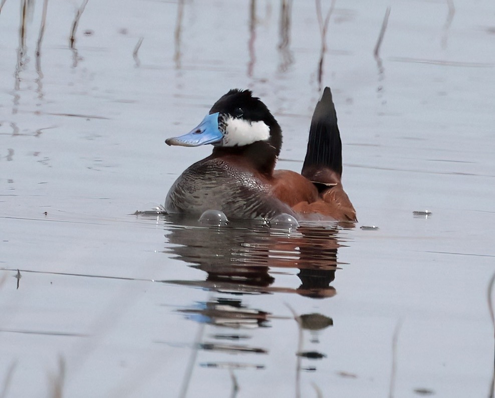 Ruddy Duck - ML620173777