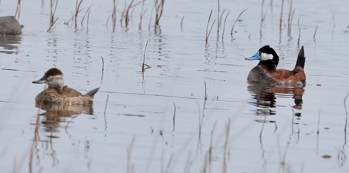 Ruddy Duck - ML620173778