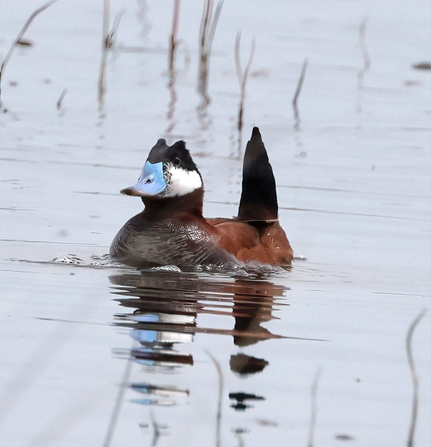 Ruddy Duck - ML620173779