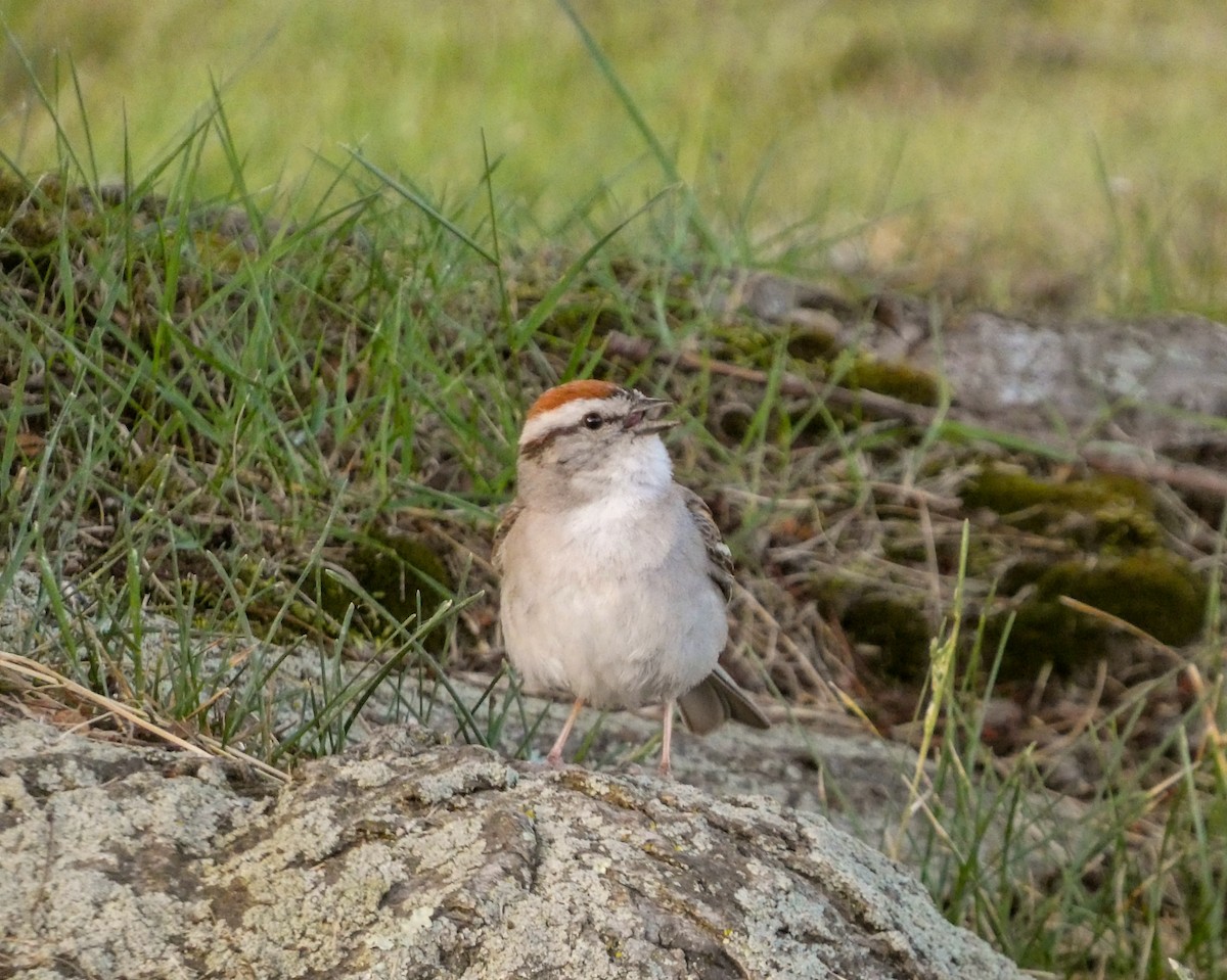 Chipping Sparrow - ML620173782