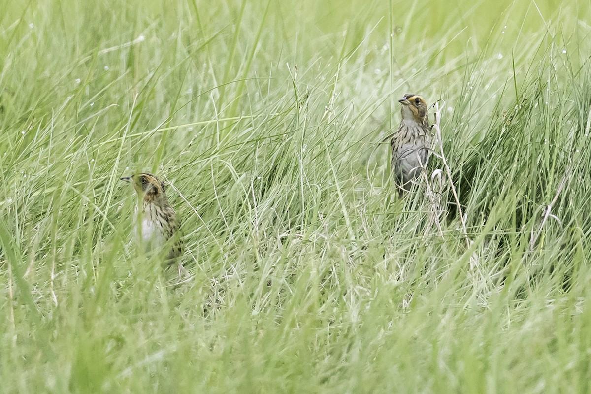 Saltmarsh Sparrow - ML620173785