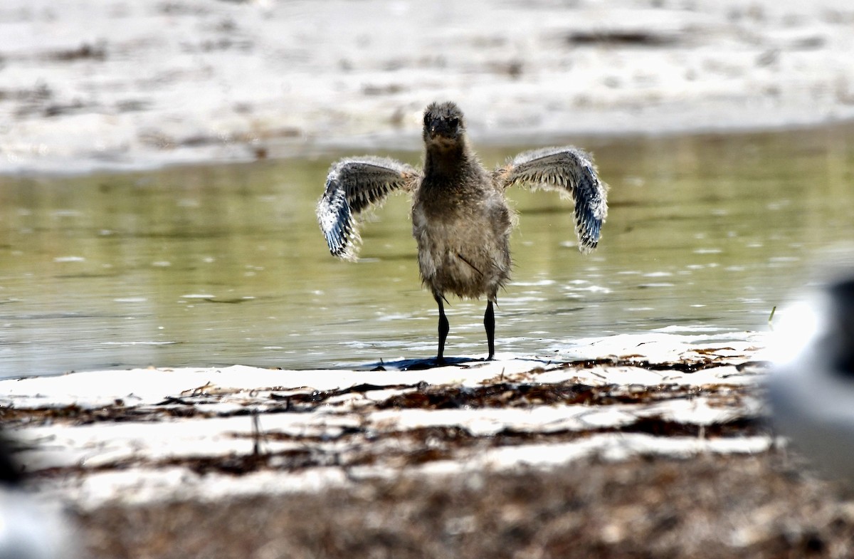 Mouette atricille - ML620173787