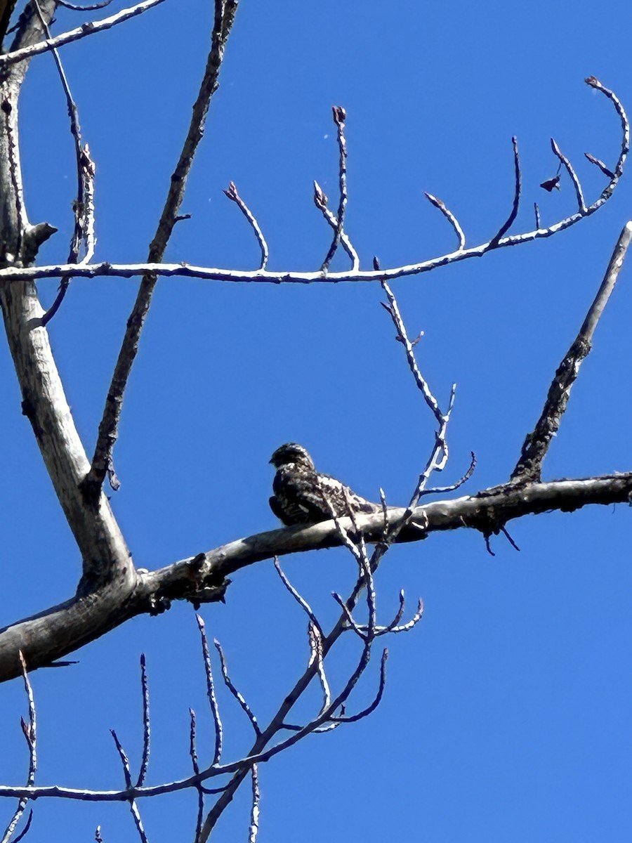 Common Nighthawk - ML620173790