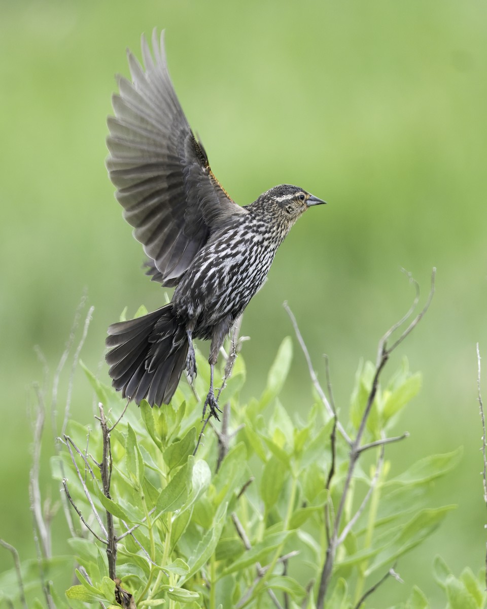 Red-winged Blackbird - ML620173804