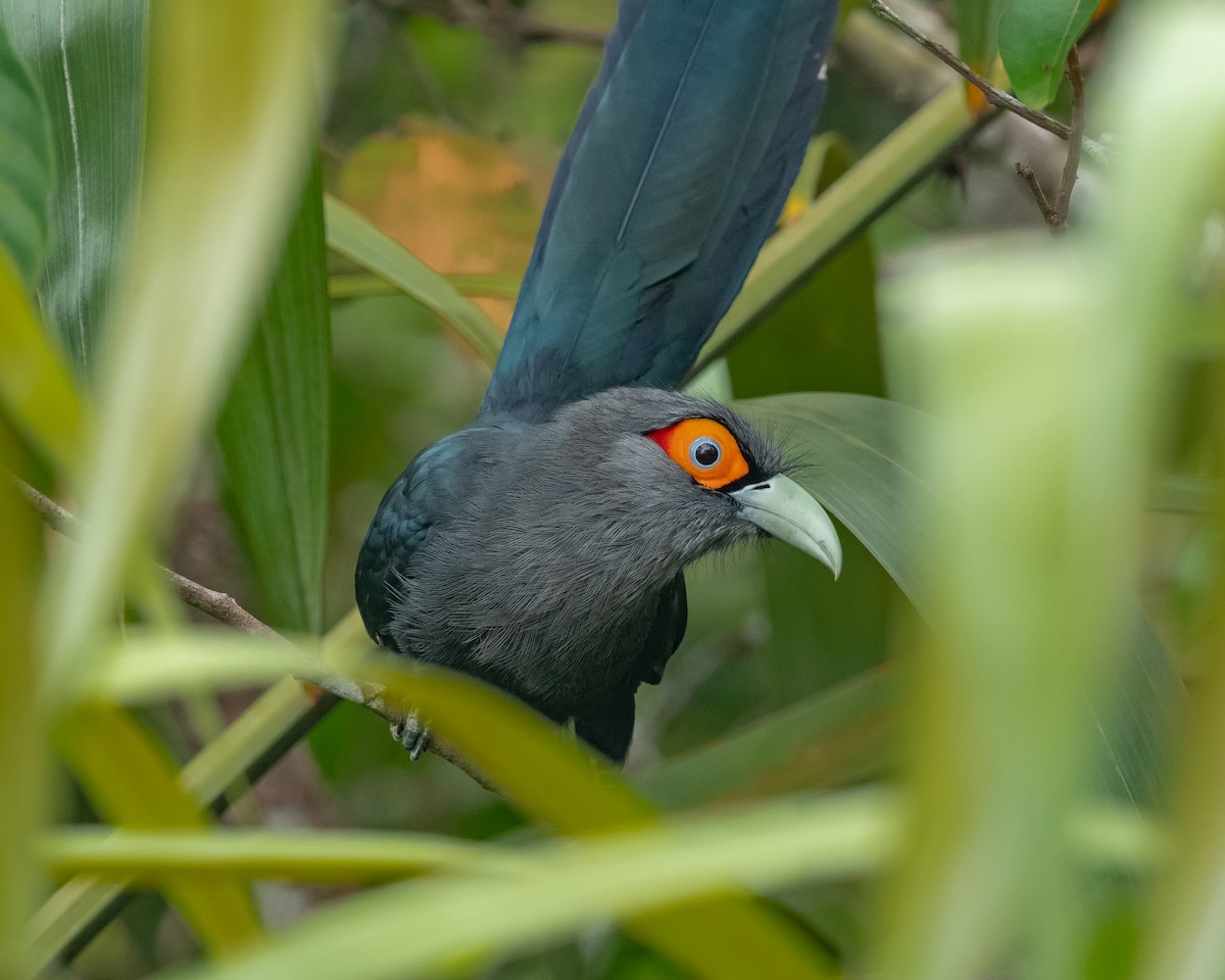 Chestnut-bellied Malkoha - Yan Ze Ng