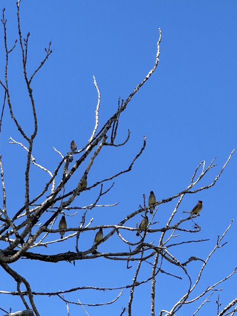 Cedar Waxwing - ML620173810