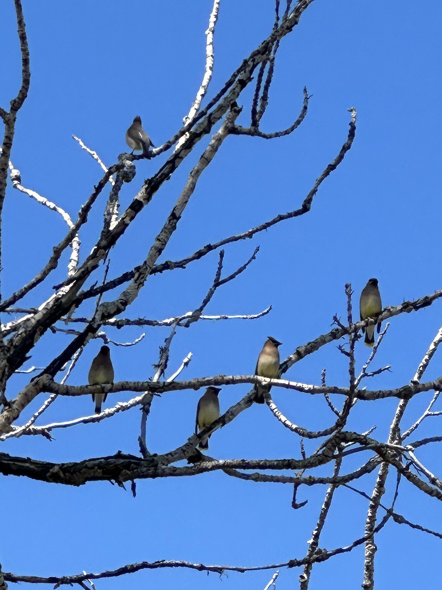 Cedar Waxwing - ML620173811