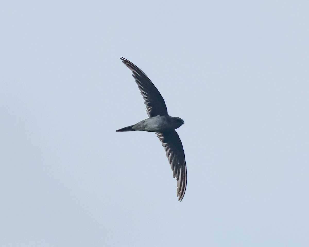 Gray-rumped Treeswift - ML620173814