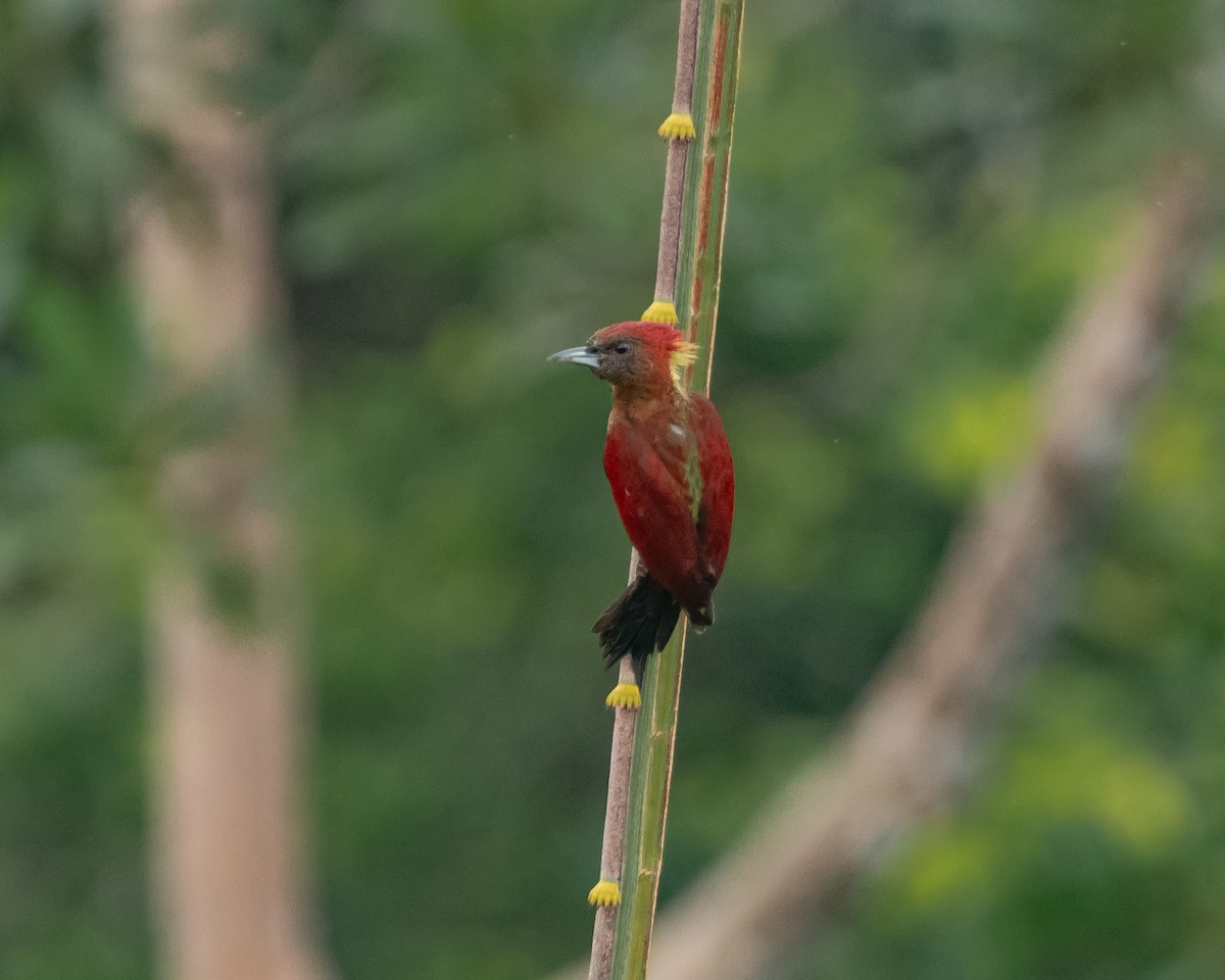 Banded Woodpecker - ML620173822