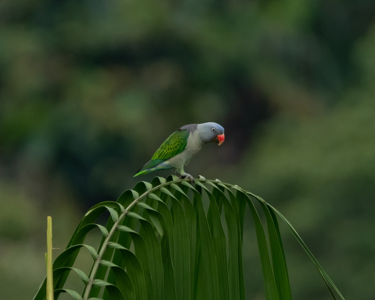 Blue-rumped Parrot - ML620173826