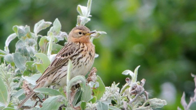 Red-throated Pipit - ML620173828