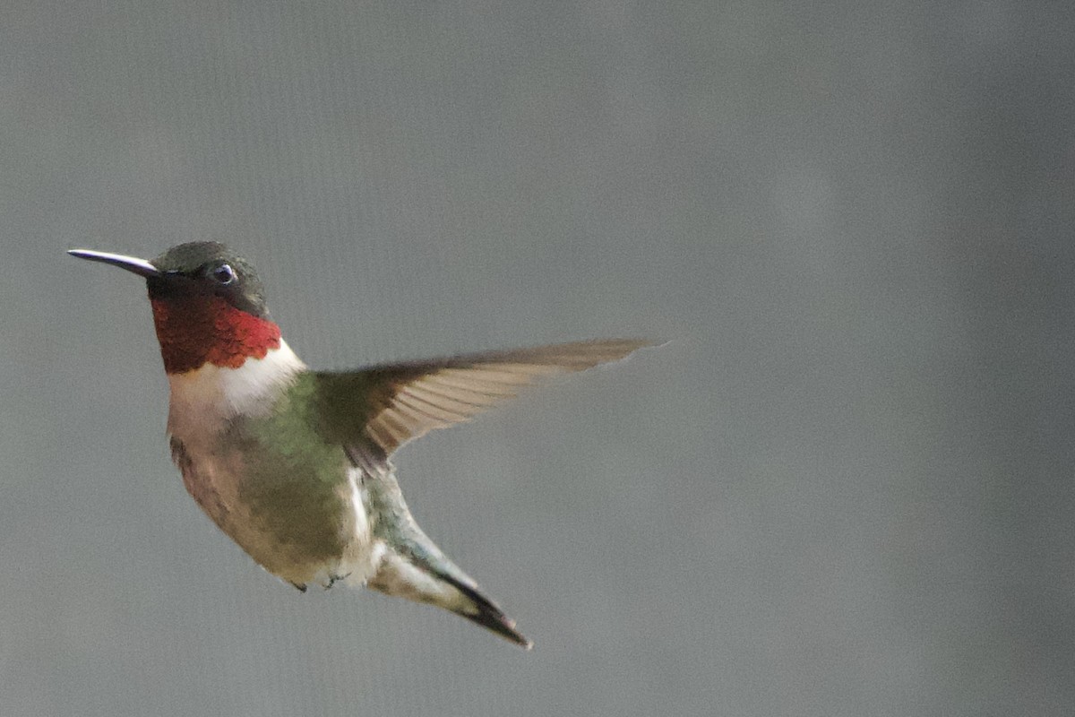 Ruby-throated Hummingbird - ML620173829
