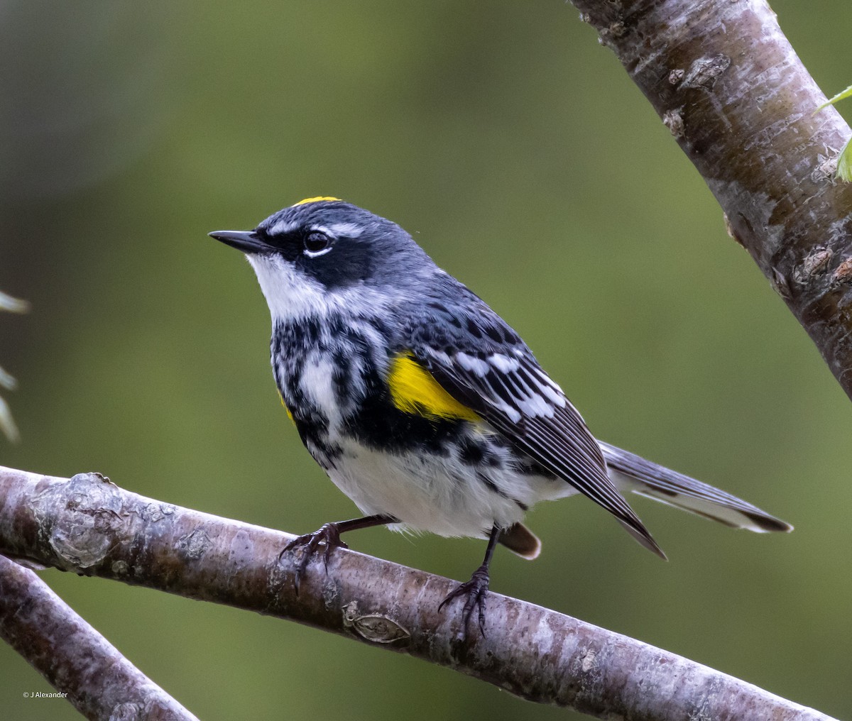 Yellow-rumped Warbler (Myrtle) - ML620173832