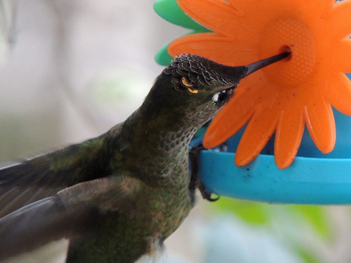 Colibrí Austral - ML620173834