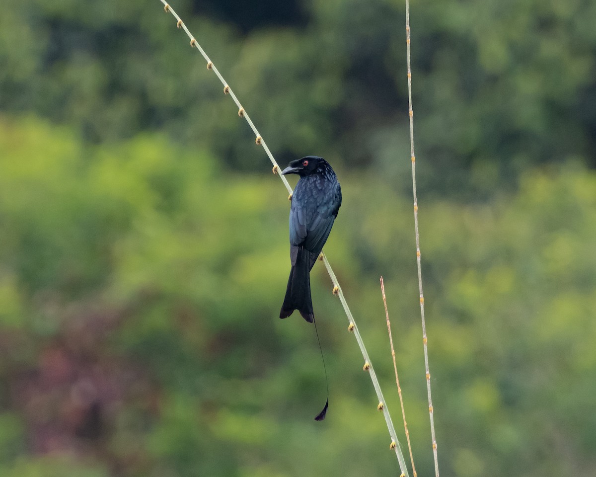 Greater Racket-tailed Drongo - ML620173837