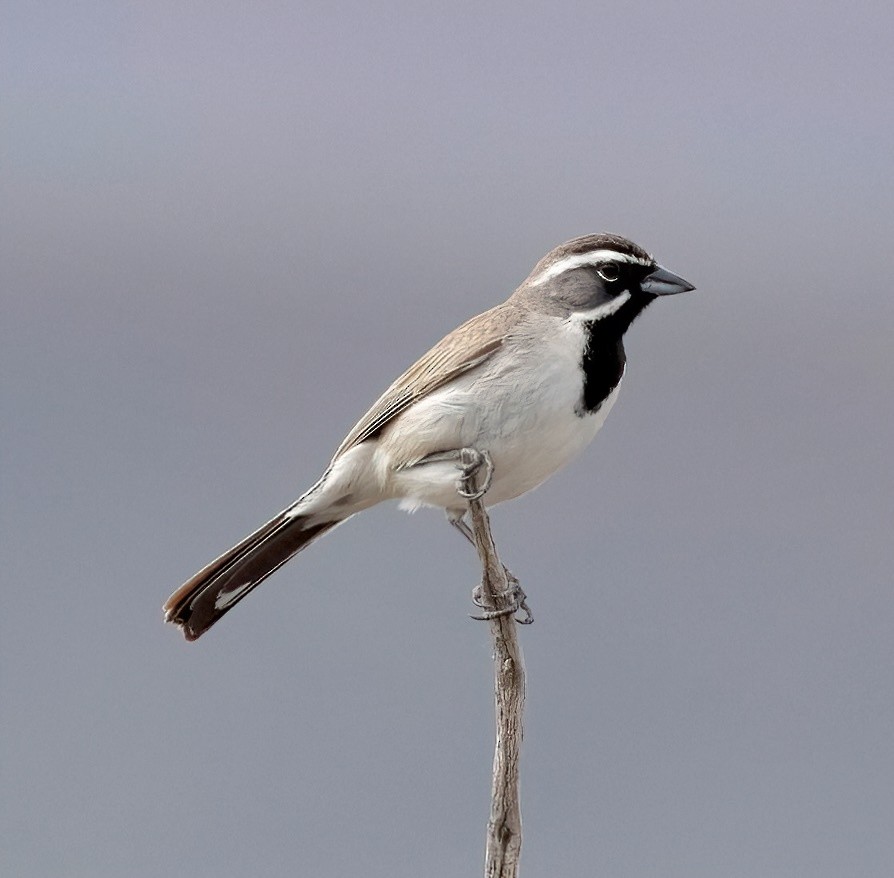 Black-throated Sparrow - ML620173840