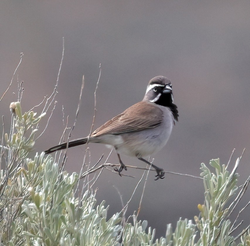Black-throated Sparrow - ML620173841