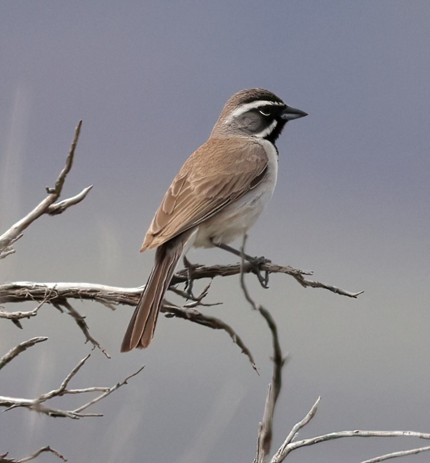 Black-throated Sparrow - ML620173842